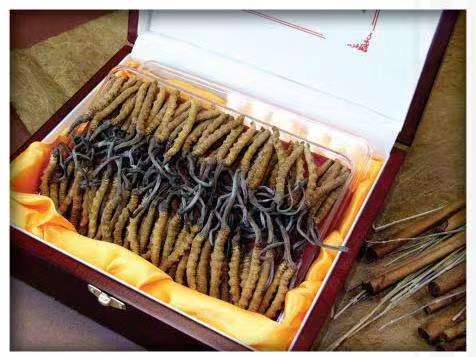 丰都冬虫夏草回收